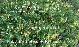 种植什么药材最赚钱 种植什么药材最赚钱