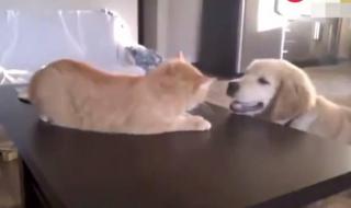 和金毛干了四年都没事 和金毛干了四年都没事