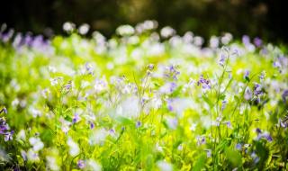 葳蕤菡萏是什么意思 葳蕤菡萏是什么意思